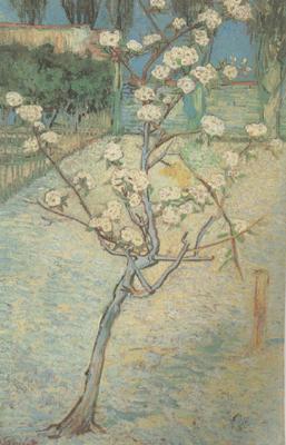  Blossoming Pear Tree (nn04)